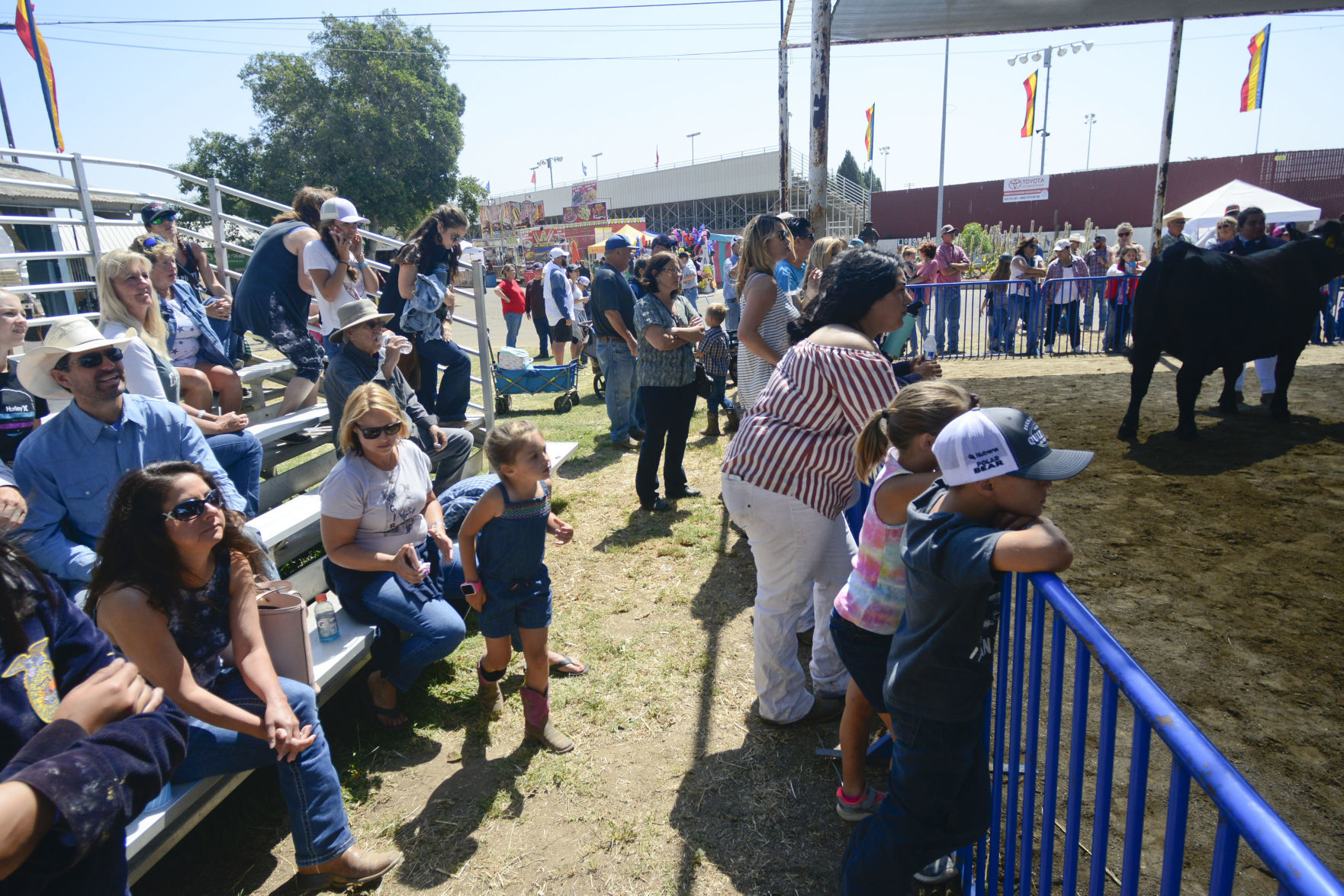 071018 County Fair steer judging 06.jpg